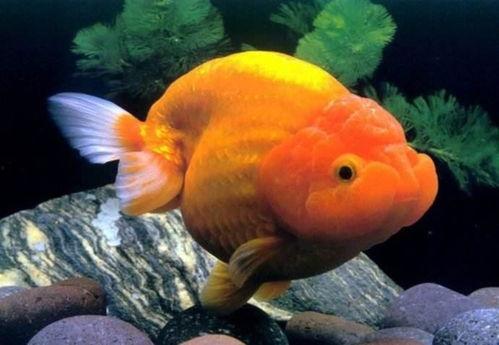 金鱼变成人的短剧视频