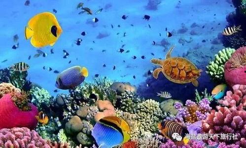 海底成人独舞教学视频大全