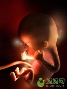 蝌蚪怎么变成成人的视频,揭秘从幼体到成蛙的神奇过程