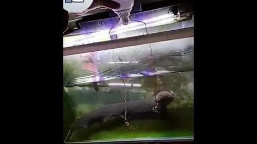 电鳗变成人类了吗视频播放