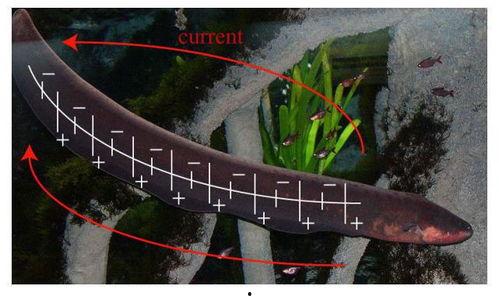 电鳗变成人类了吗视频播放