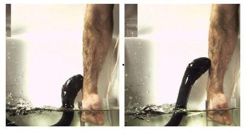 电鳗变成人类了吗视频播放